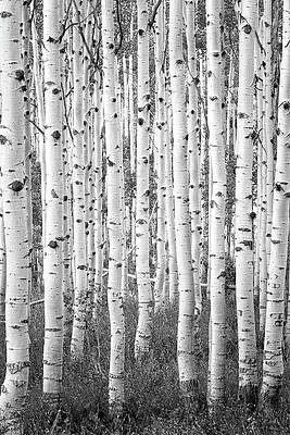 Black and White Aspen Vertical by Johnny Adolphson Black and White Aspen Vertical by Johnny Adolphson