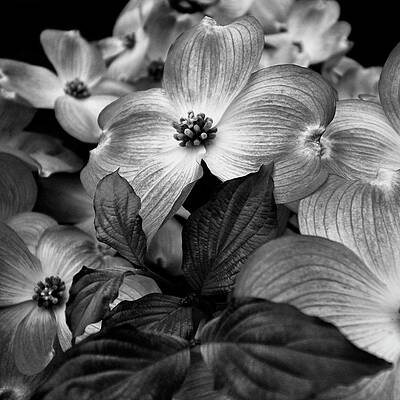 Wall Art - Photograph - Black And White Dogwood by Denise Harty