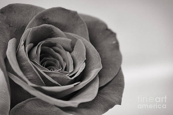 Black and White Rose by Anita Streich Black and White Rose by Anita Streich