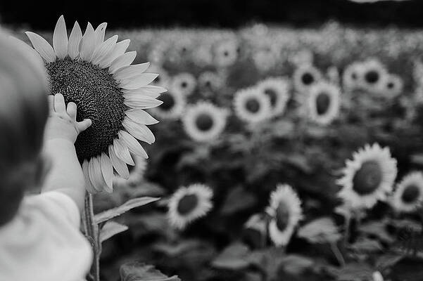 Black and White Sunflower Field by Morgan Sawyer