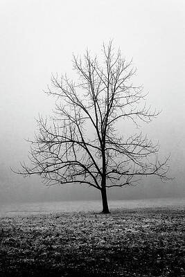 Wall Art - Photograph - Black And White Winter Tree by Denise Harty