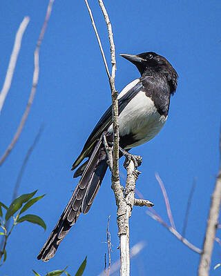 Black-Billed Magpie by Mark Mille Black-Billed Magpie by Mark Mille
