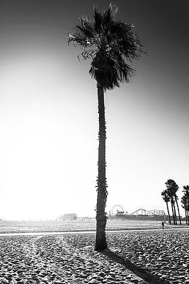 Wall Art - Photograph - Black California Series - Santa Monica Palm Tree by Philippe HUGONNARD
