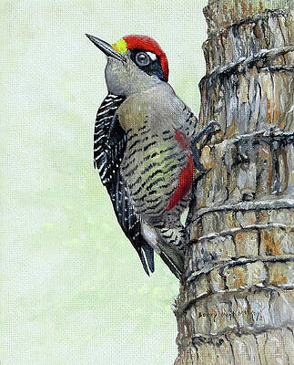 Wall Art - Painting - Black-cheeked Woodpecker by Barry Kent MacKay