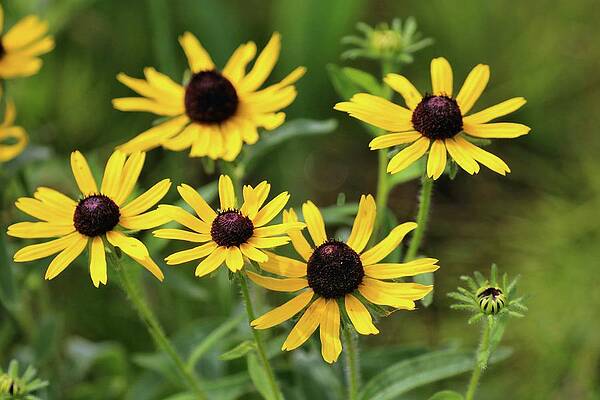 Black Eyed Susan in July by Sandra Huston Black Eyed Susan in July by Sandra Huston
