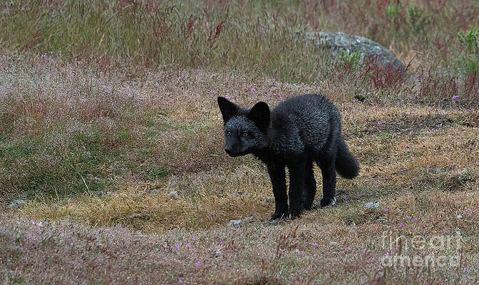 Black Fox Kit by Patrick Nowotny Black Fox Kit by Patrick Nowotny