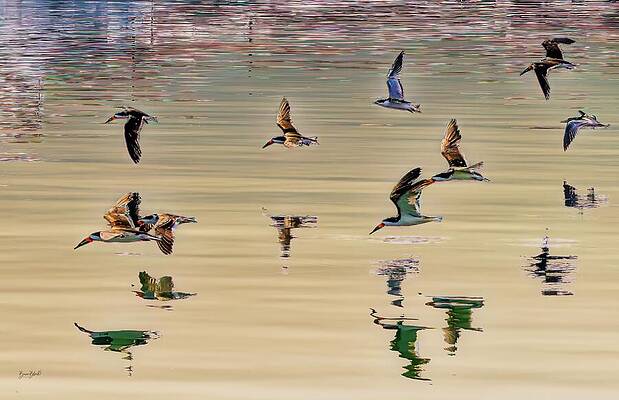Water Photograph - Black Skimmers Alt Crop by Bruce Block