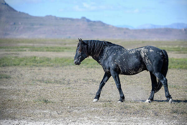 Black Stallion of the South by Fon Denton Black Stallion of the South by Fon Denton