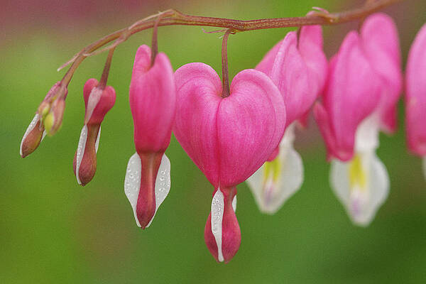 Wall Art - Photograph - Bleeding Hearts  by David Morehead