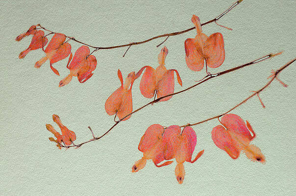 Bleeding Hearts in Crimson by Char Szabo-Perricelli Bleeding Hearts in Crimson by Char Szabo-Perricelli
