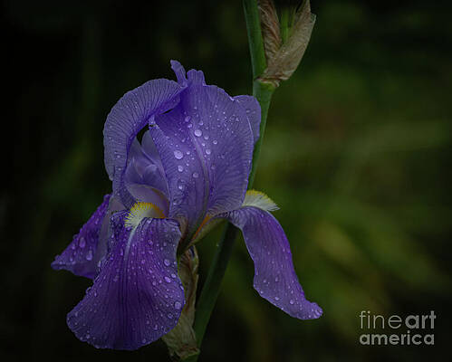 Blooming Iris by William Norton Blooming Iris by William Norton