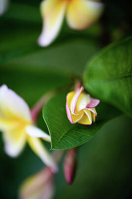 Blooming Plumerias by Kelly Wade Blooming Plumerias by Kelly Wade
