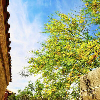 Wall Art - Photograph - Blooming yellow tree in Las Vegas by Tatiana Travelways