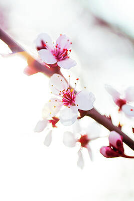 Blossom Flare 2 by Becca Buecher Blossom Flare 2 by Becca Buecher