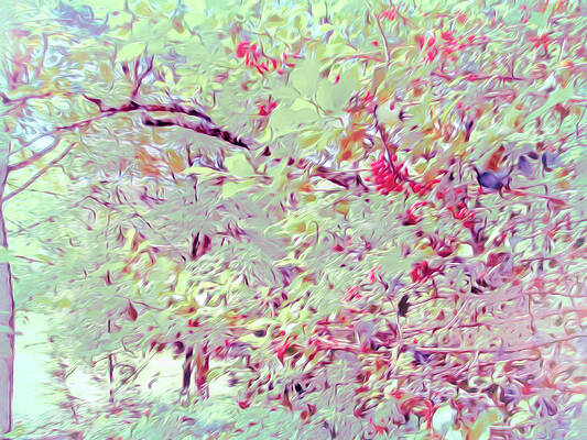 Wall Art - Photograph - Blossoming Trees in Abstract by Roberta Byram