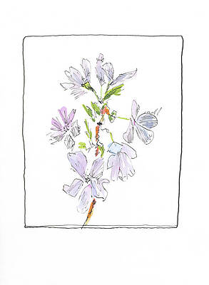 Wall Art - Drawing - Blossoms 252403 by Chris N Rohrbach