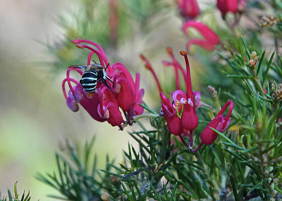 Wall Art - Photograph - Blue-banded Bee on Red Spider Grevillea I  by Maryse Jansen
