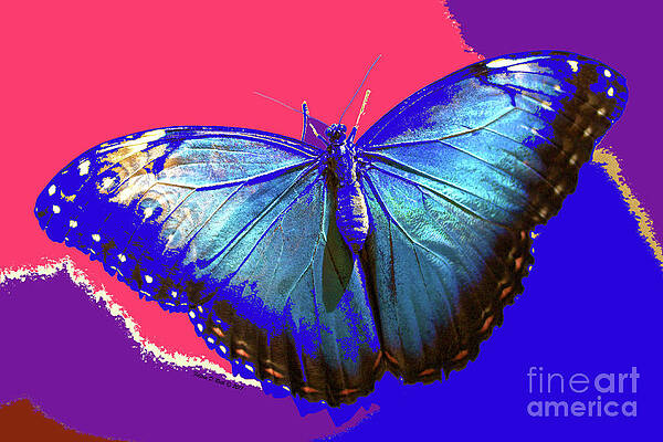 Blue Butterfly by Felicia Roth Blue Butterfly by Felicia Roth