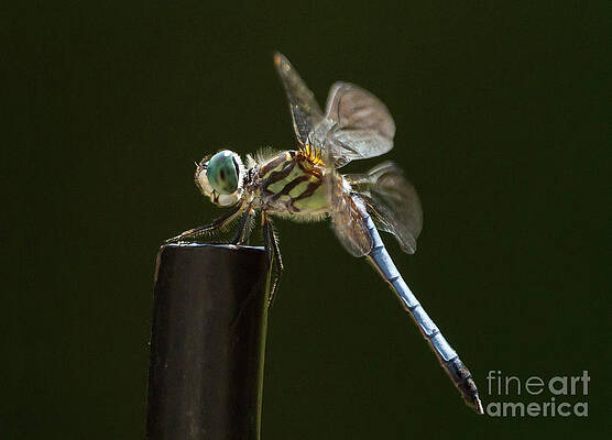 Blue Dasher Dragonfly by Kevin McCarthy Blue Dasher Dragonfly by Kevin McCarthy