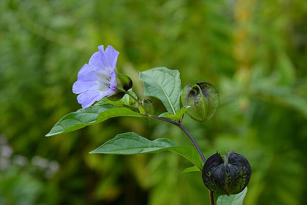 Wall Art - Photograph - Blue Flower at Butchart Gardens by Lawrence Christopher