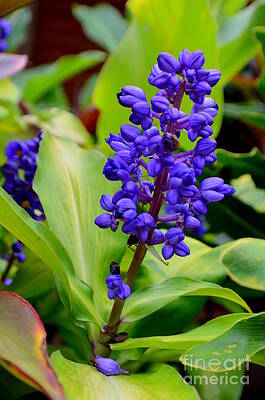 Wall Art - Photograph - Blue Ginger Stalk by Mary Deal
