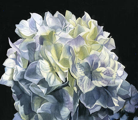 blue hydrangea by Alfred Ng blue hydrangea by Alfred Ng