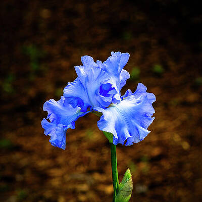 Wall Art - Photograph - Blue Iris by Denise Harty