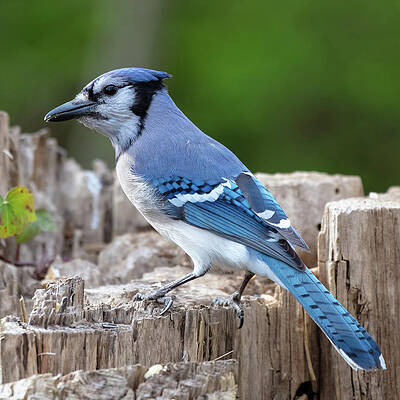 Blue Jay Bird by SQWHERE PHOTO Blue Jay Bird by SQWHERE PHOTO