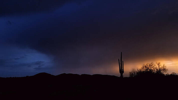 Wall Art - Photograph - Blue Lagoon - Saguaro by Gene Taylor