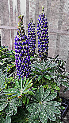 Blue Lupine Flower Stalks by Tom Janca Blue Lupine Flower Stalks by Tom Janca