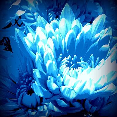 Blue Mums Aglow by VIVA Anderson Blue Mums Aglow by VIVA Anderson