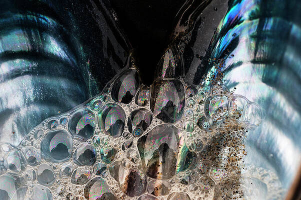 Blue Mussel Iridescence by Robert Potts Blue Mussel Iridescence by Robert Potts
