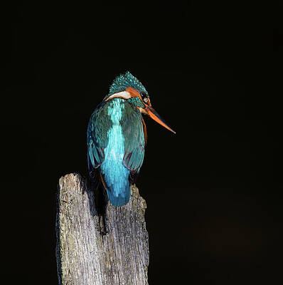 Blue On Black by Peter Walkden Blue On Black by Peter Walkden