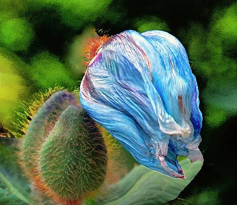 Blue Poppy Buds by J P Shelkin Blue Poppy Buds by J P Shelkin