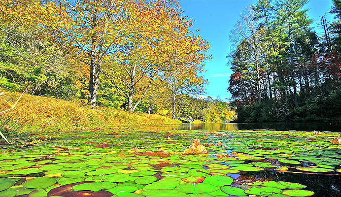 Blue Ridge Mountain Stream Lili Pads by The James Roney Collection Blue Ridge Mountain Stream Lili Pads by The James Roney Collection