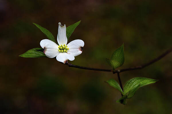 Blue Ridge Parkway Dog Wood Flower by Mark Hazelton Blue Ridge Parkway Dog Wood Flower by Mark Hazelton