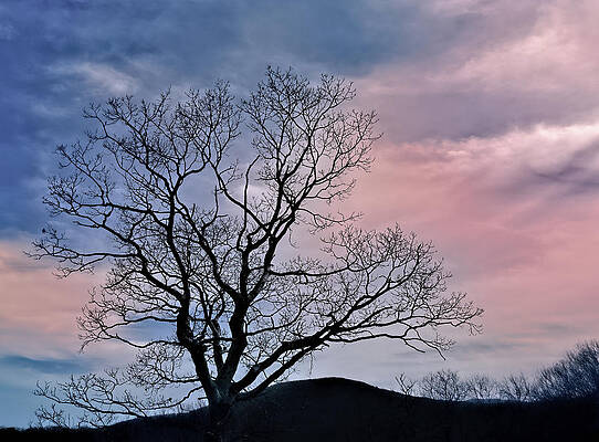 Blue Ridge Tree by Georgette Grossman Blue Ridge Tree by Georgette Grossman