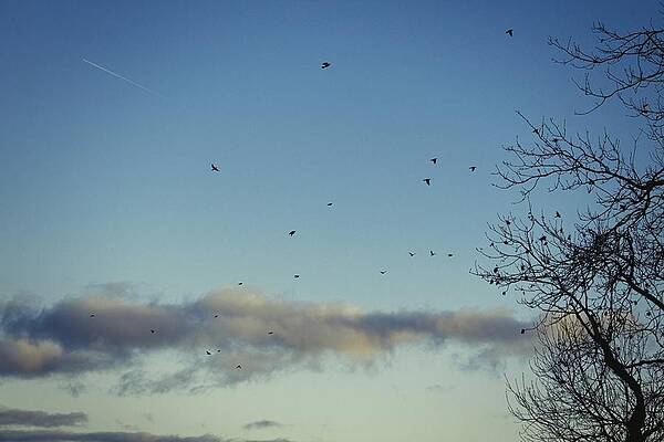 Blue Sky Birds by Watto Photos Blue Sky Birds by Watto Photos