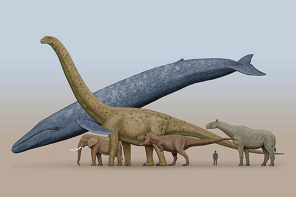 Three Tyrannotitans Attacking An Argentinosaurus Dinosaur Poster Print