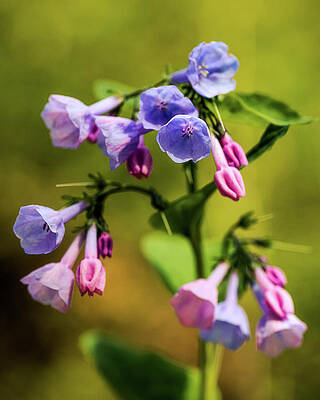 Bluebell Blooms by SC Shank Bluebell Blooms by SC Shank