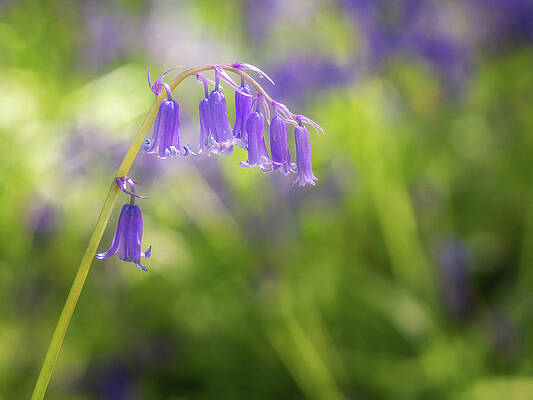 Bluebell Heads by Framing Places Bluebell Heads by Framing Places