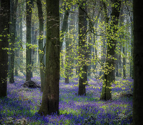 Bluebell wood 1 by Remigiusz MARCZAK Bluebell wood 1 by Remigiusz MARCZAK