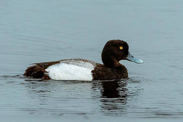 Wall Art - Photograph - Bluebill drake-Lesser Scaup by Bradford Martin