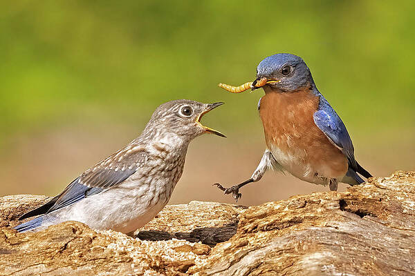 Wall Art - Photograph - Bluebird Dad Feeds Chick by Susan Candelario