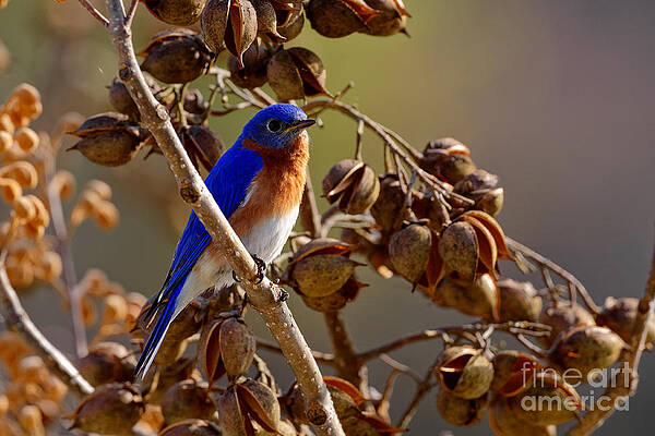 Bluebird In Spring by Paul Mashburn Bluebird In Spring by Paul Mashburn