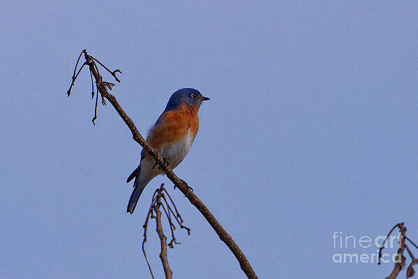 Bluebird Looking For Spring by Paul Mashburn Bluebird Looking For Spring by Paul Mashburn