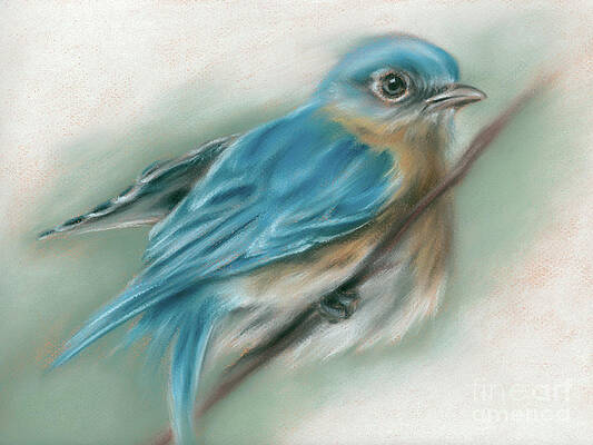 Bluebird Perched on a Twig by MM Anderson Bluebird Perched on a Twig by MM Anderson