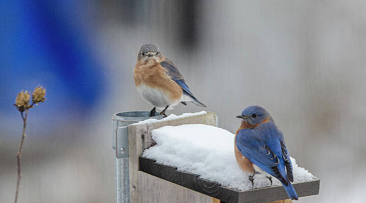 Bluebirds In Snow by Jim Cook Bluebirds In Snow by Jim Cook