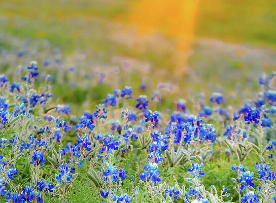 Bluebonnet Dreams by Terry Walsh Bluebonnet Dreams by Terry Walsh