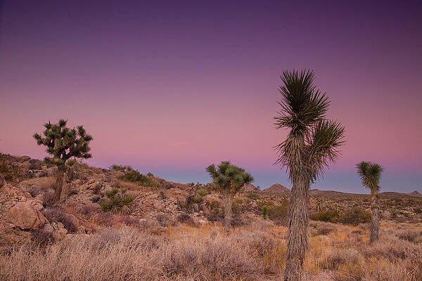 Blues and Pinks in the Mojave by Kunal Mehra Blues and Pinks in the Mojave by Kunal Mehra